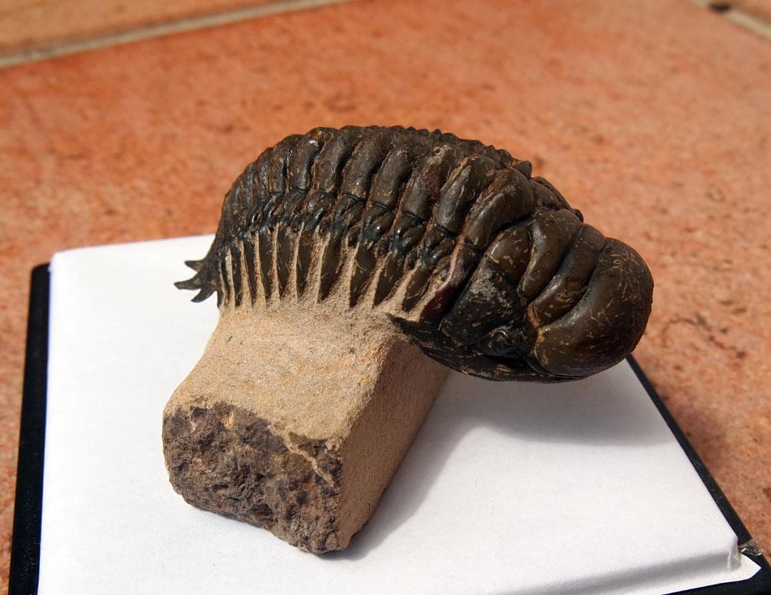 高品位 立体三葉虫 Crotarocephalus.sp