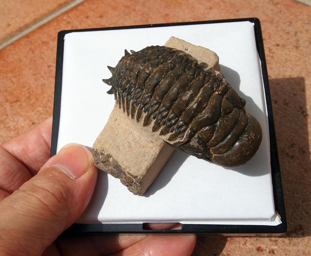 高品位 立体三葉虫 Crotarocephalus.sp