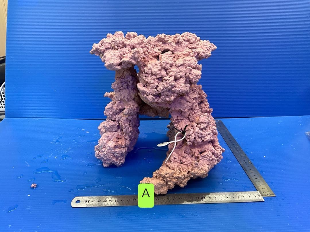 人工ライブロック　No.14 アク抜き済