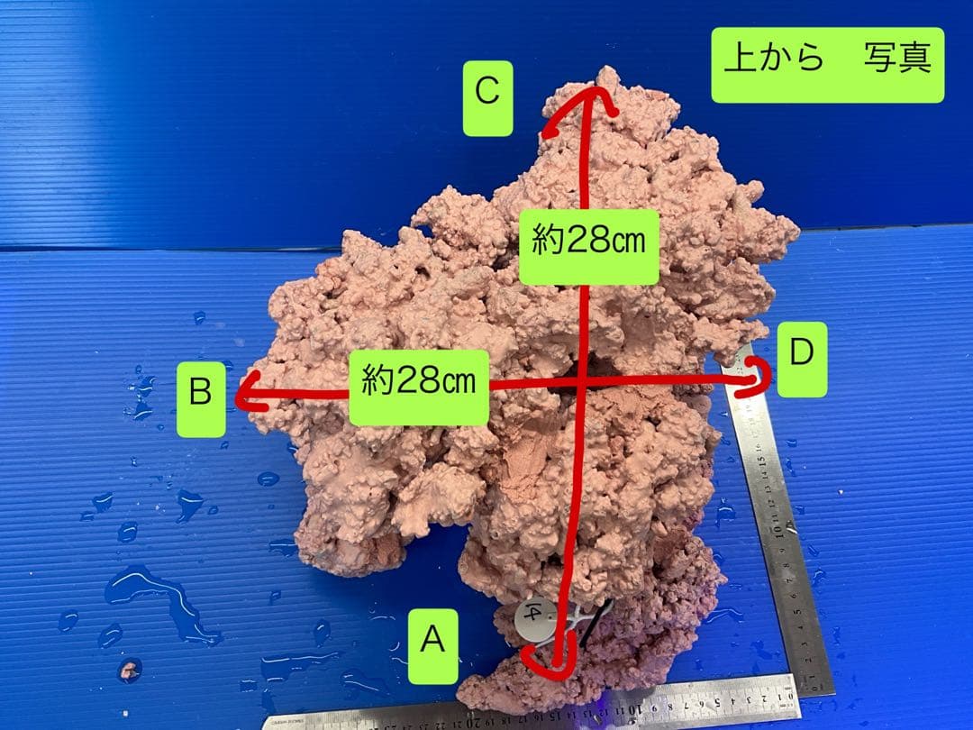 人工ライブロック　No.14 アク抜き済