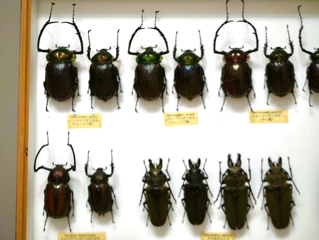 昆虫標本 テナガコガネ各種 クワガタモドキ 産地別コレクション研究用大型ドイツ箱
