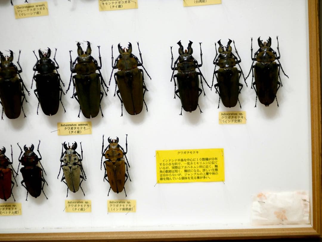 昆虫標本 テナガコガネ各種 クワガタモドキ 産地別コレクション研究用大型ドイツ箱