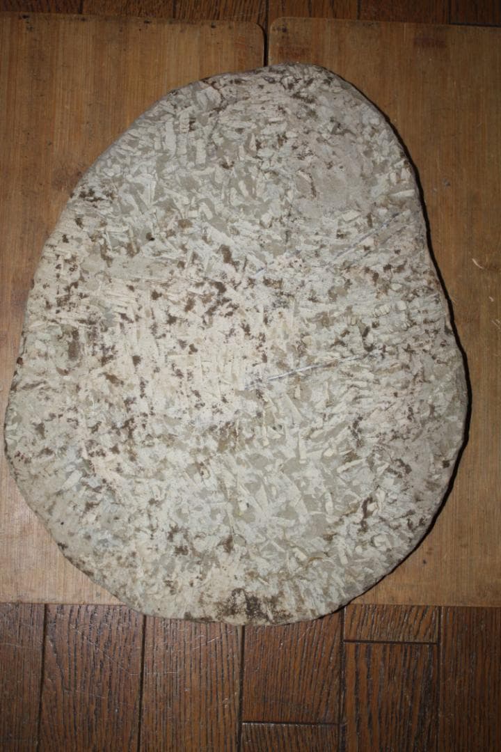 モロッコ産出　大型三葉虫　化石　アカドラドキシデス．ブリアレウス　現状