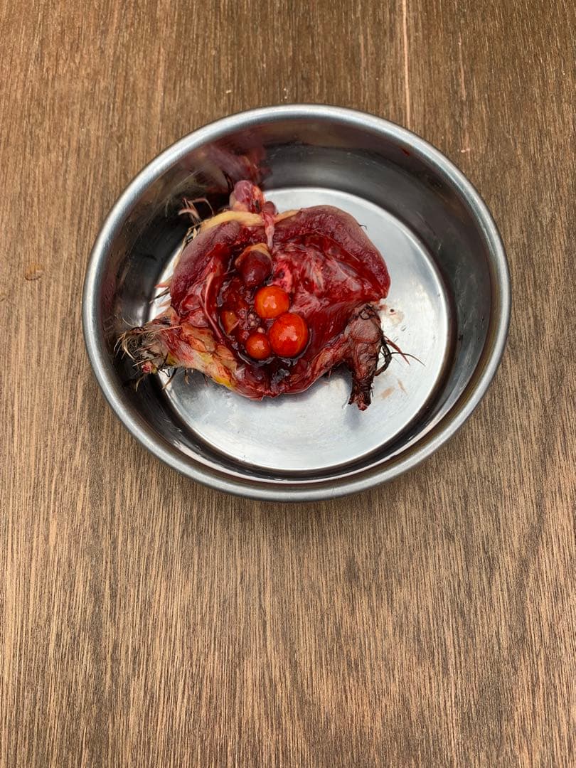 冷凍ウズラ5kg×6段【送料込】