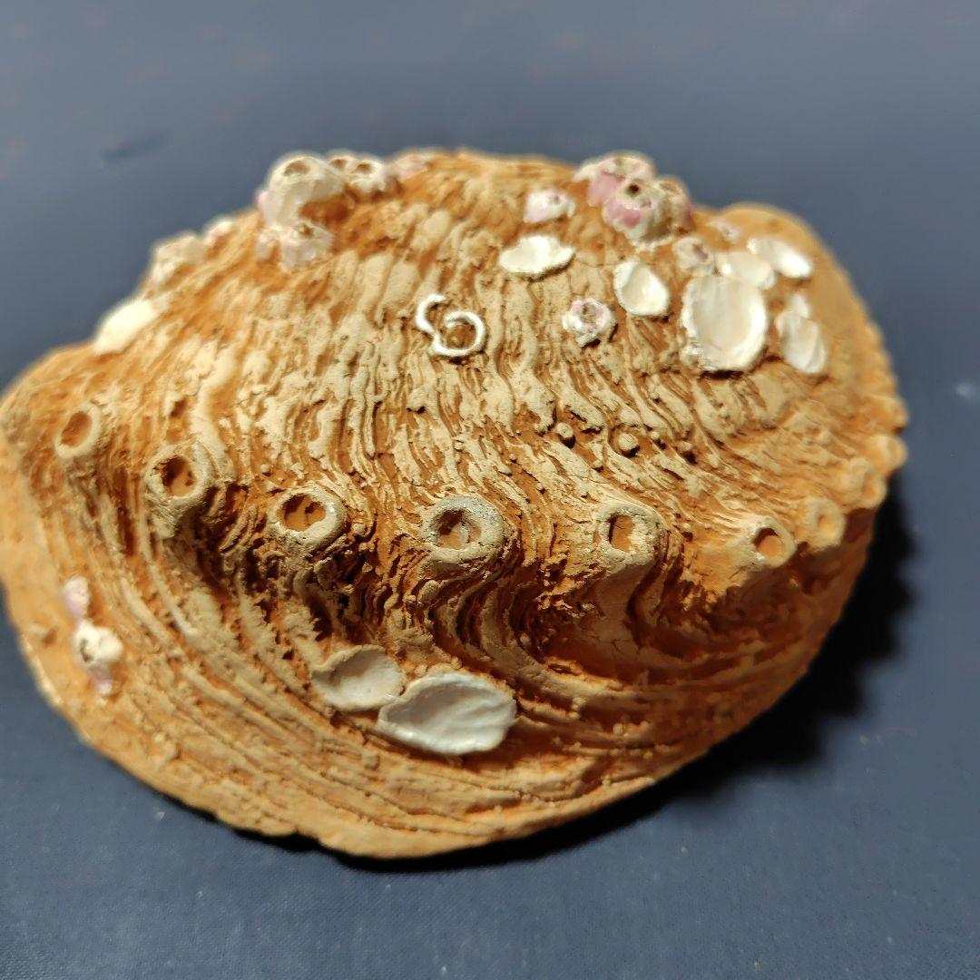 水月焼き・アワビ型蟹皿