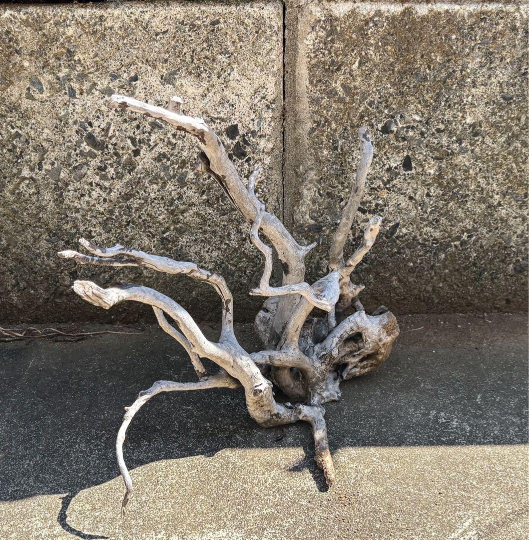 アクアデザインアマノ　ブランチウッド