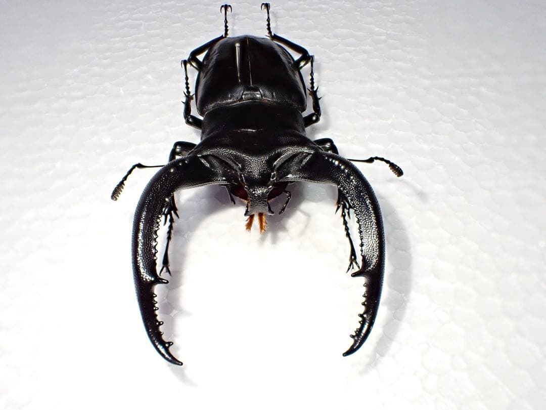 【標本】リノケロスフタマタクワガタ　スマトラ島産　98.0ミリ　野外品