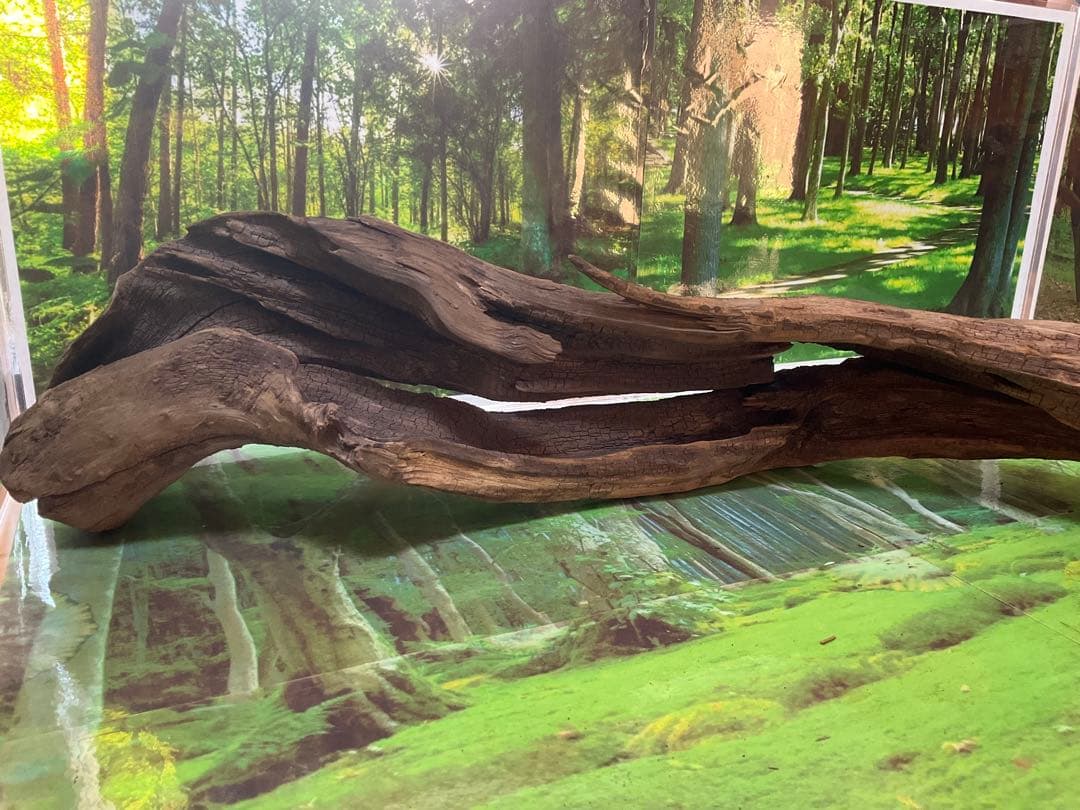 龍スケールです。イケメン朽ち木状ホーンウッド、他2点