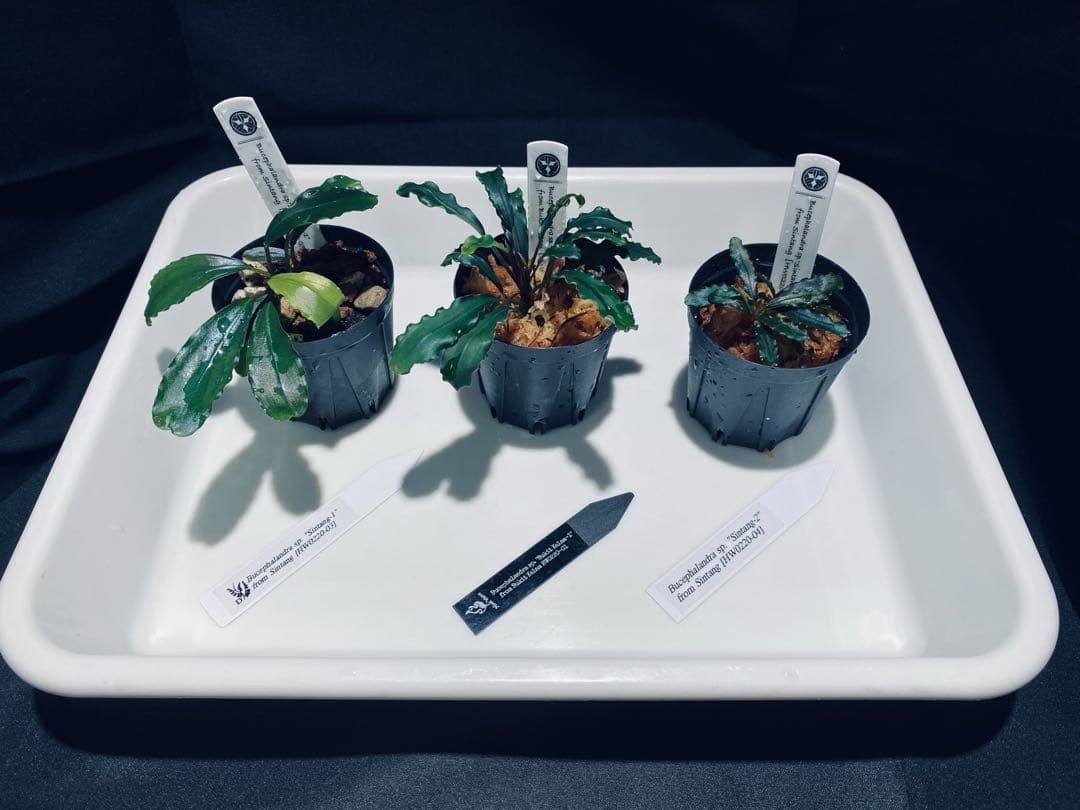 【HW便】ブセファランドラセット①