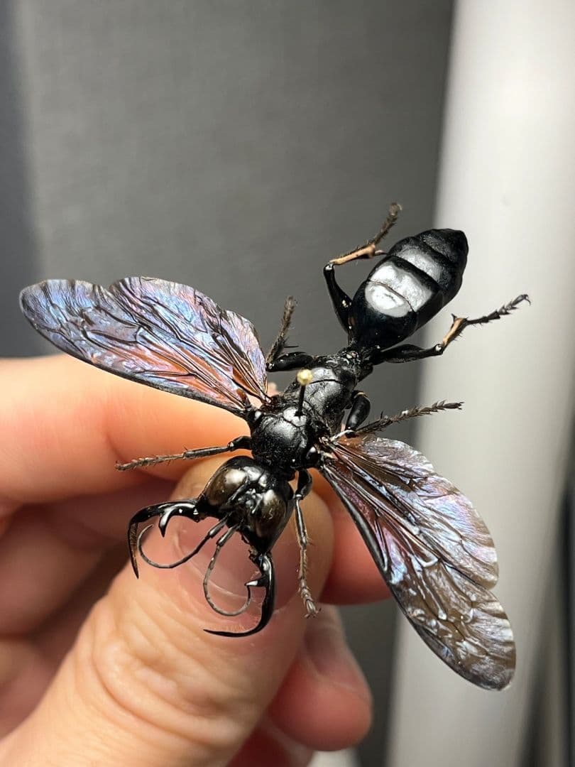 【大顎44mm】メガララガルーダ ハチ蜂スズメバチタランチュラホーク 昆虫標本