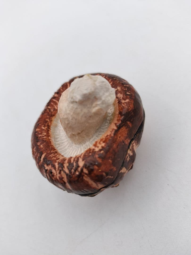 b119 【新品・未使用】香合 乾漆 椎茸 畦地粒俵 木箱 茶道具 多喜翁 風炉