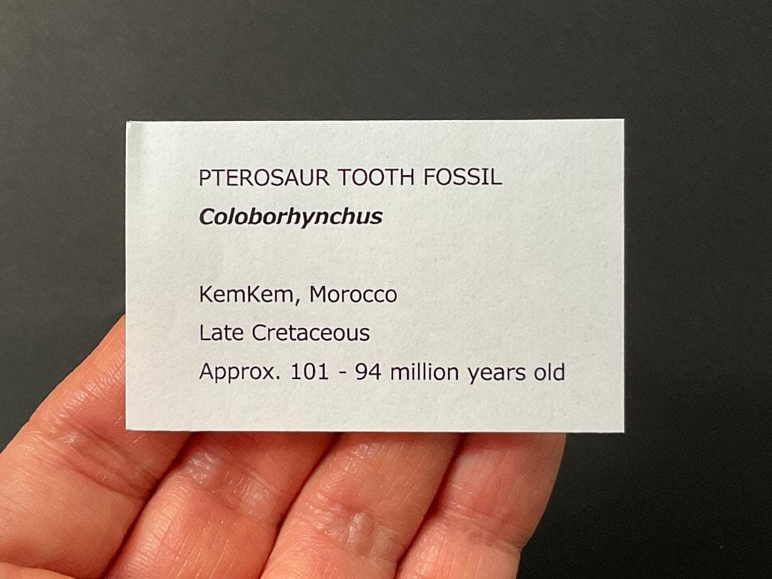 翼竜 コロボリンクスの歯 [PT19] 化石