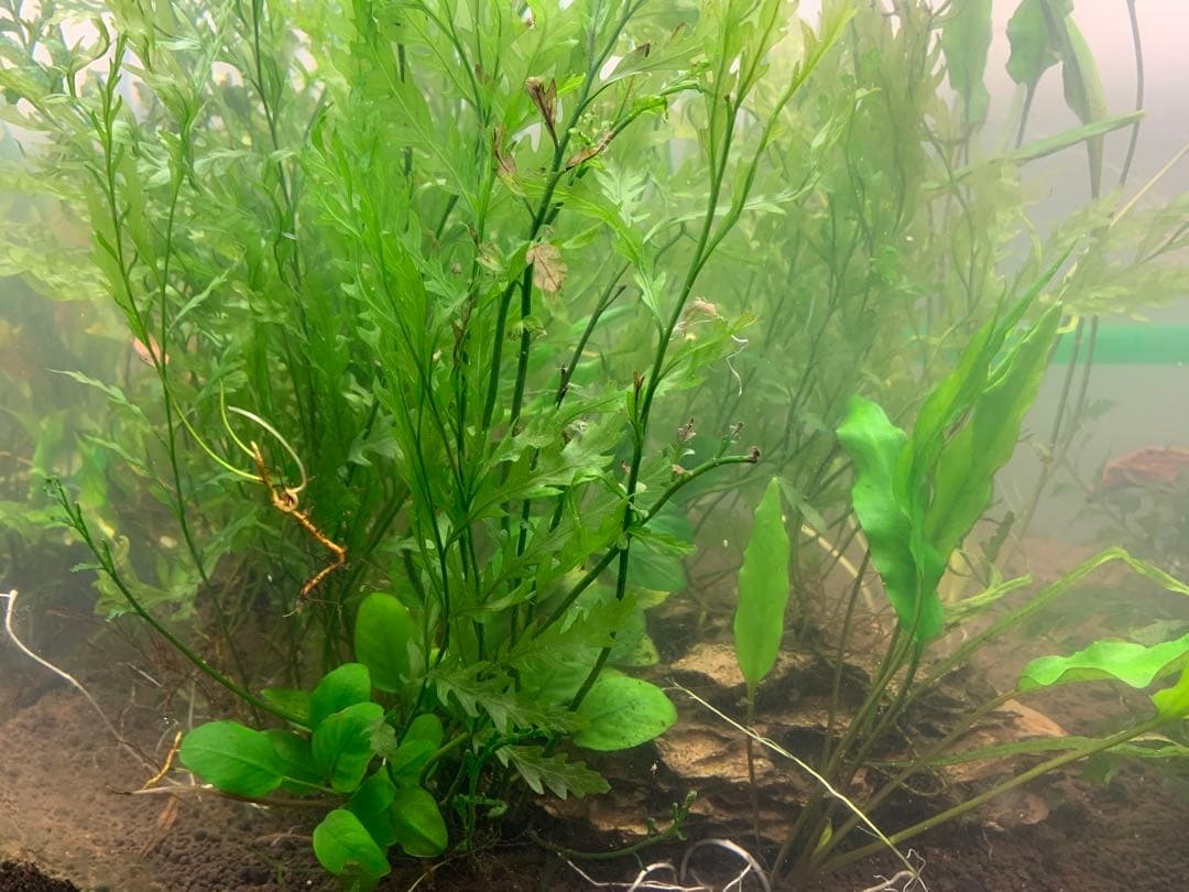 【出品予定】溶岩石活着ボルビティス&ナナミニ&クリプト