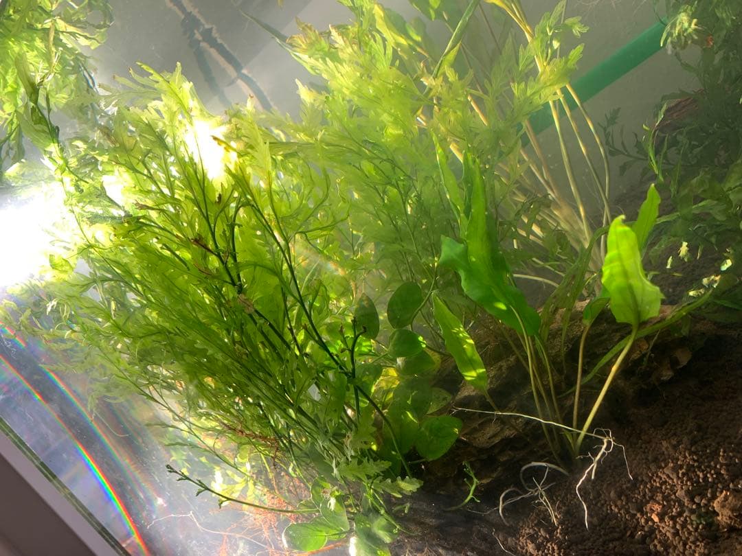 【出品予定】溶岩石活着ボルビティス&ナナミニ&クリプト