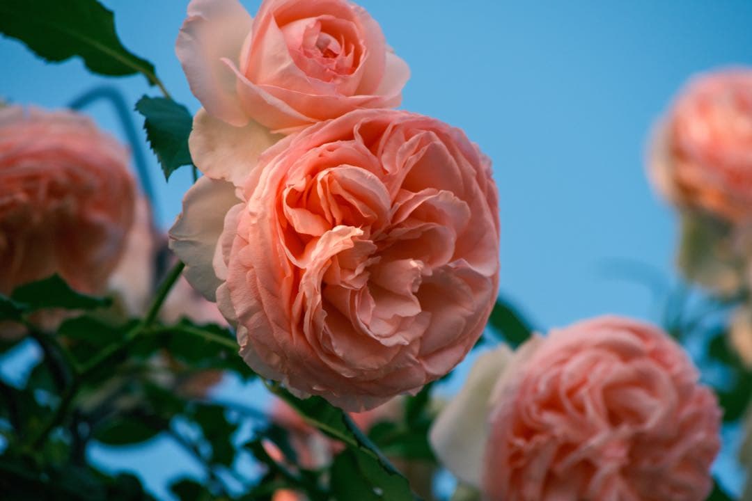 レンズ(ズーム) contax carlzeiss 80-200 f4