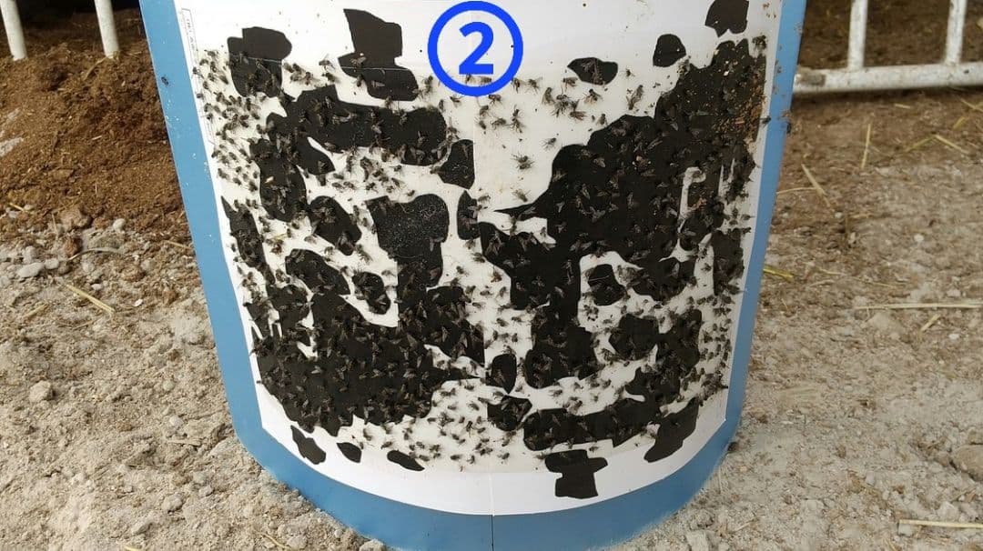 よく捕れる❗アブとり紙　200枚