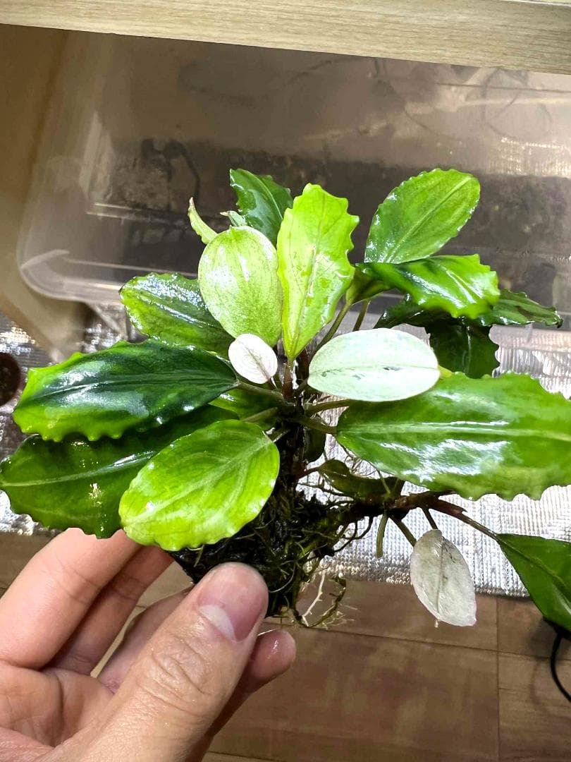 い*中様 【水草】ブセファランドラ sp. Blue Melon　(大株)