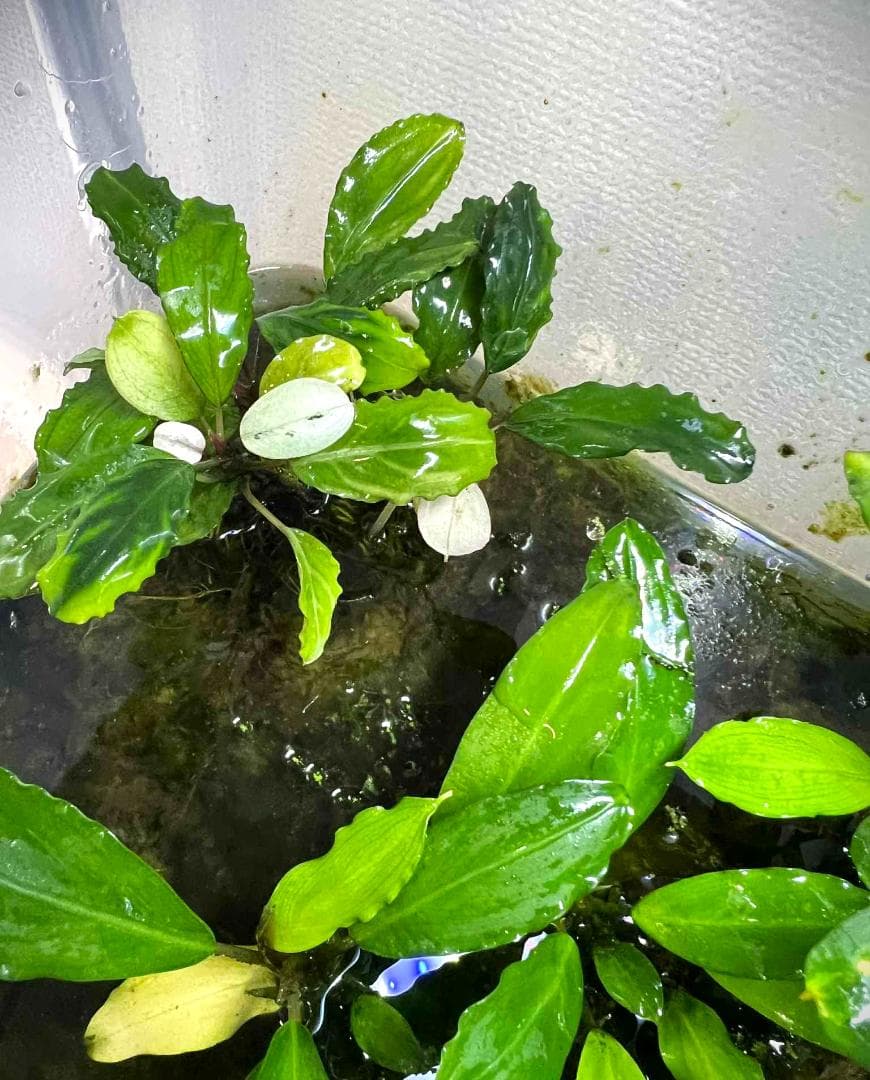 い*中様 【水草】ブセファランドラ sp. Blue Melon　(大株)