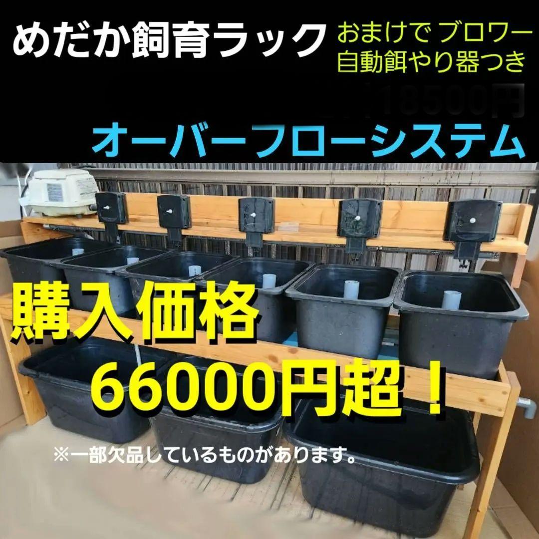 【送料込み】めだか　オーバーフロー型ブリード(育成)台　セット　メダカラック