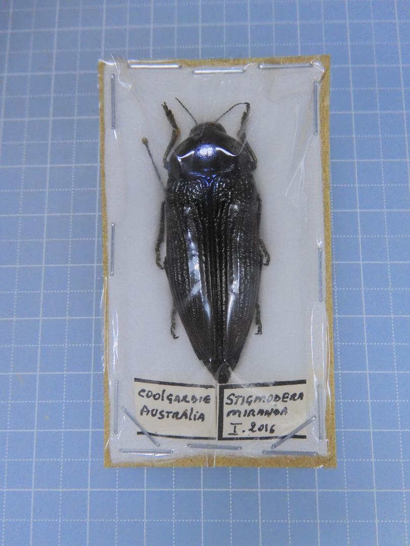 標本 Australia Stigmodera miranda 38mm