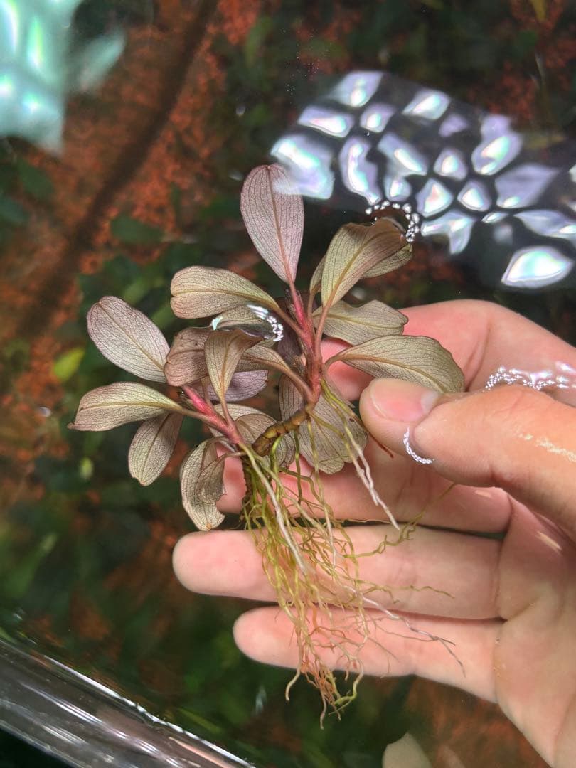 spクダラン様　ブセファランドラ ヘレナ２０１３、メタリック トリコロール