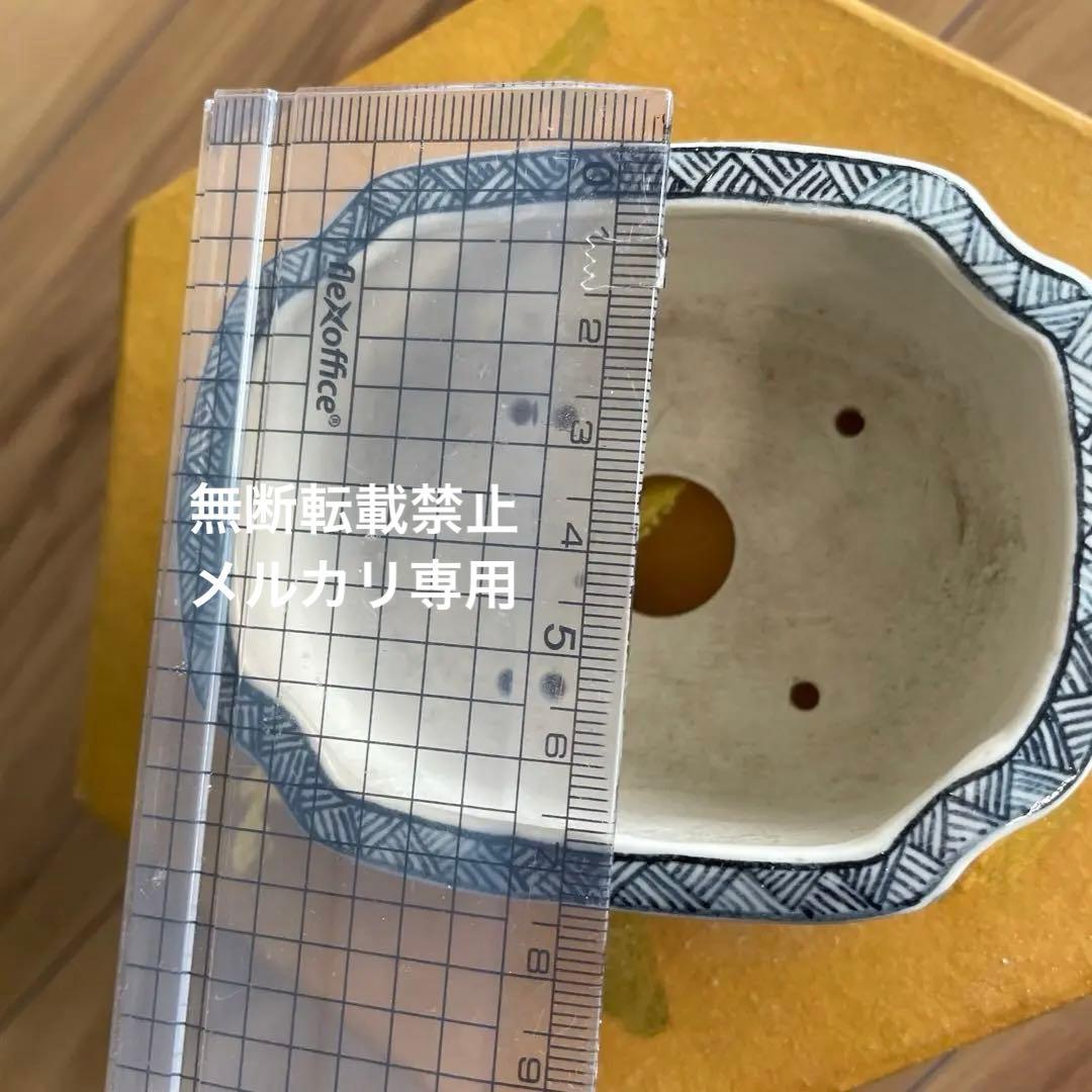 ミニ盆栽鉢　桑津香石　絵鉢　長方形　岩波　鳥　かもめ　小品盆栽