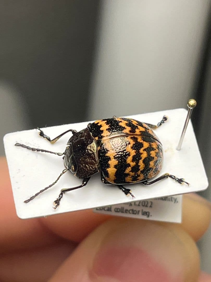 【13mm】ダンダラズングリハムシ とんでもない甲虫 昆虫標本 標本 コブハムシ