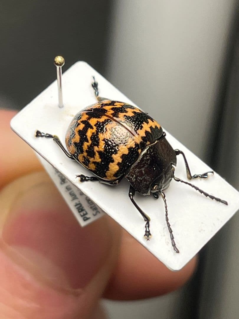 【13mm】ダンダラズングリハムシ とんでもない甲虫 昆虫標本 標本 コブハムシ