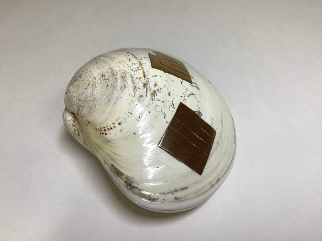 香合 蛤 源氏香 輪島塗 川原秀 木箱入 茶道具 古物品