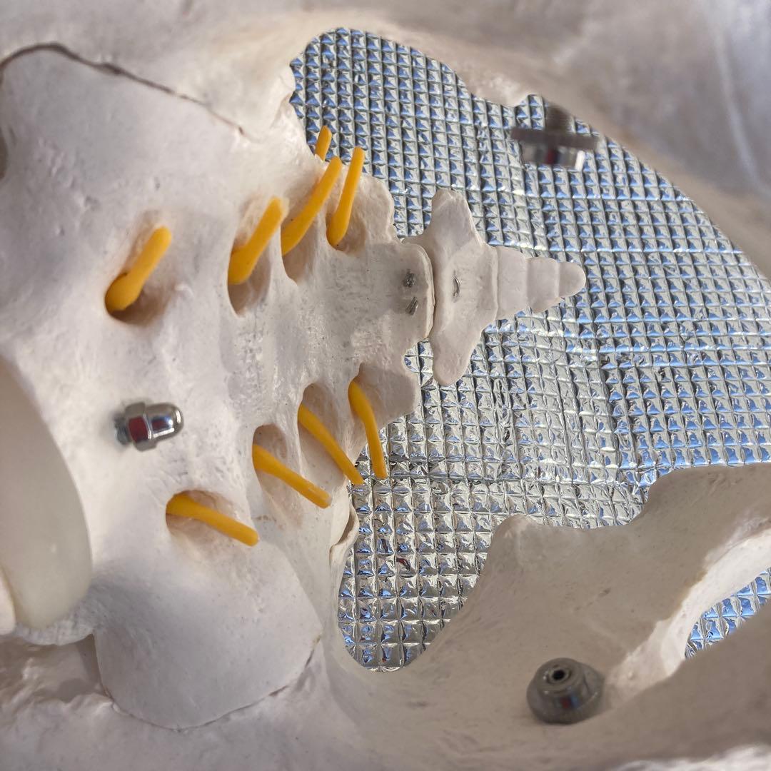 美品 脊柱(背骨)可動模型 スタンド付き　1