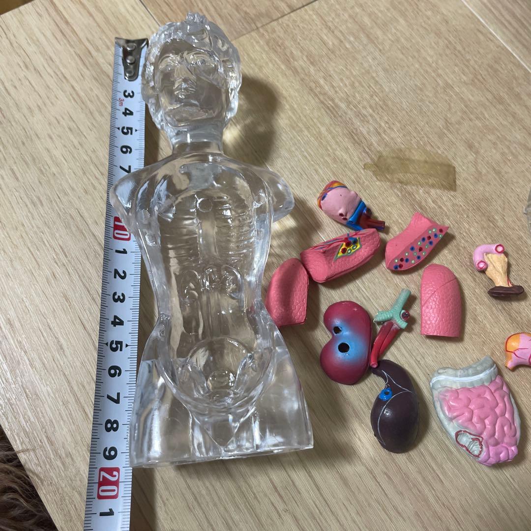 人体解剖模型 透明ボディ 内臓パーツ付き 教材用 Ln572