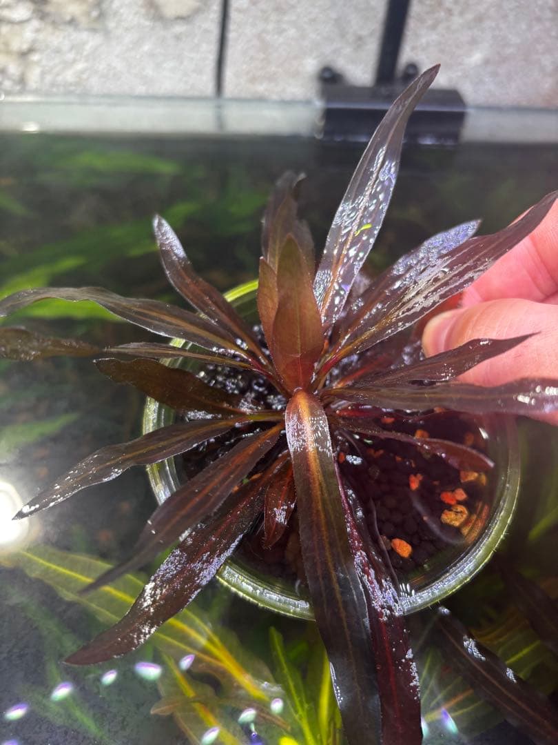 あ*ぶ様 エキノドルス　ホレマニーレッド　バース