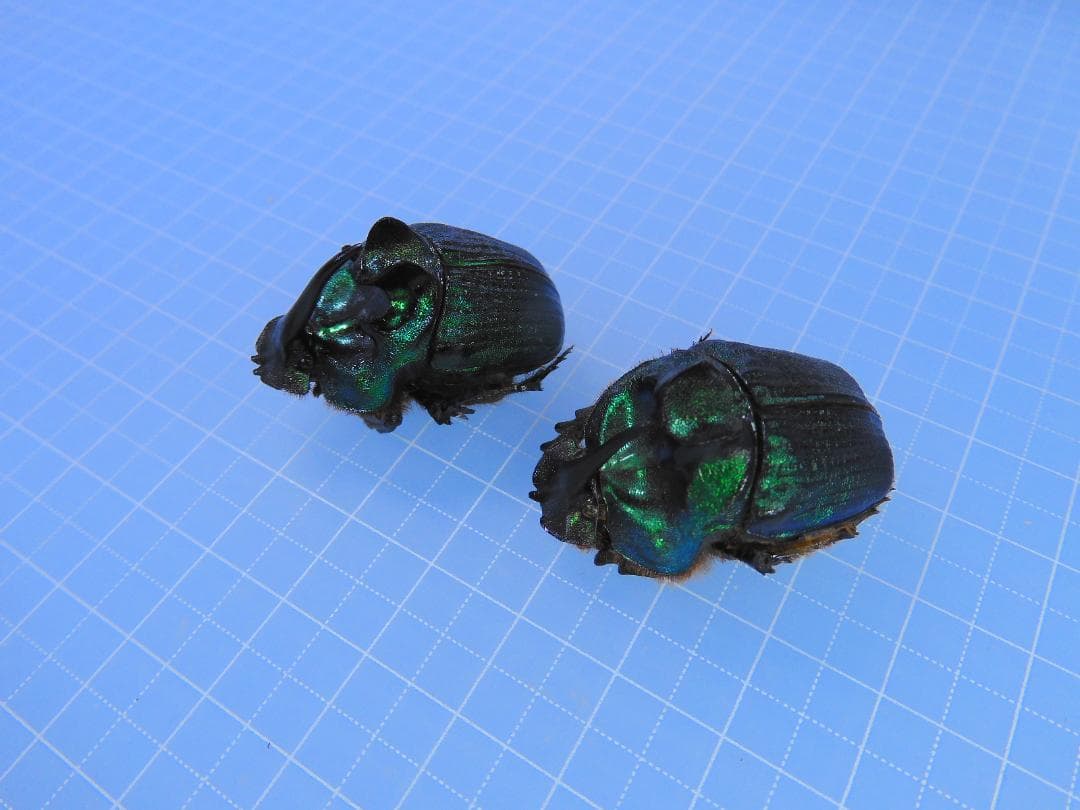 標本 Coprophanaeus bonariensis 33mm 32mm