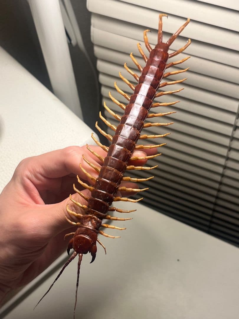 【百足最大種】ペルビアンホワイトレッグセンチピード 全長22cm程　標本　奇蟲