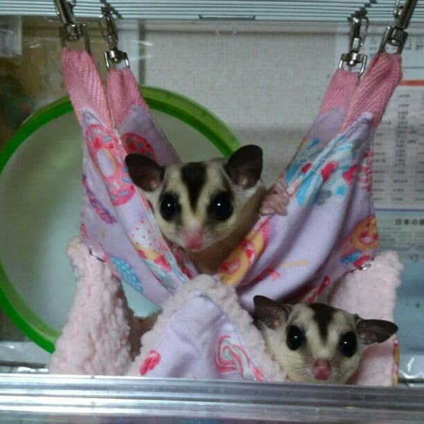 モモンガハウス(猫クッキー柄)ボア茶   2000円