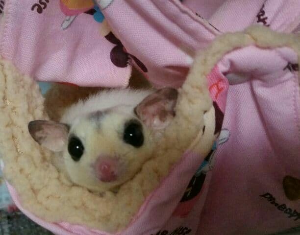 モモンガハウス(猫クッキー柄)ボア茶   2000円