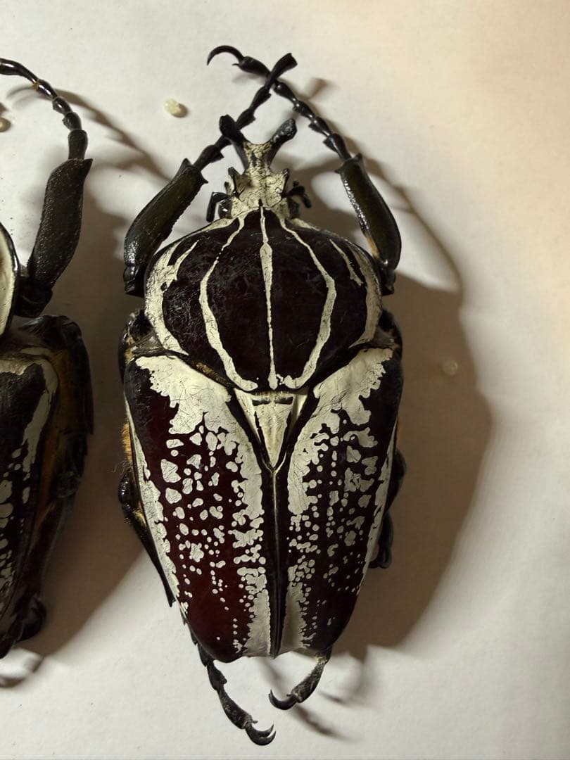 カメルーン　ゴライアスオオツノハナムグリ　4頭　B品含みます