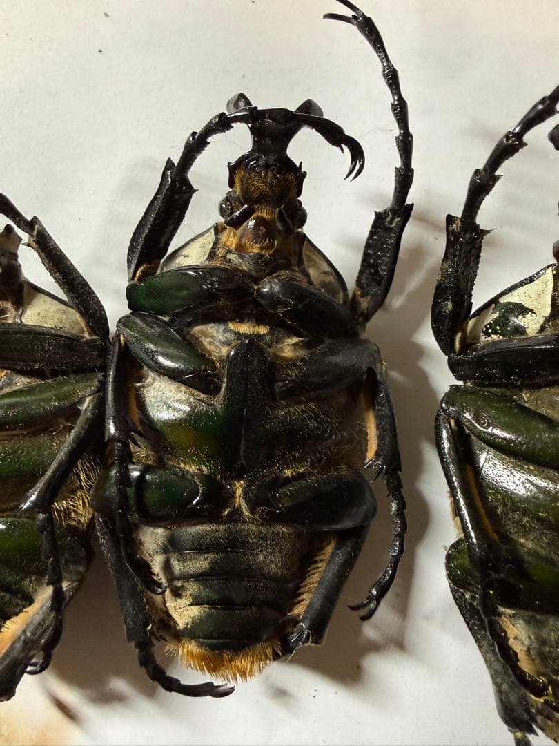 カメルーン　ゴライアスオオツノハナムグリ　4頭　B品含みます