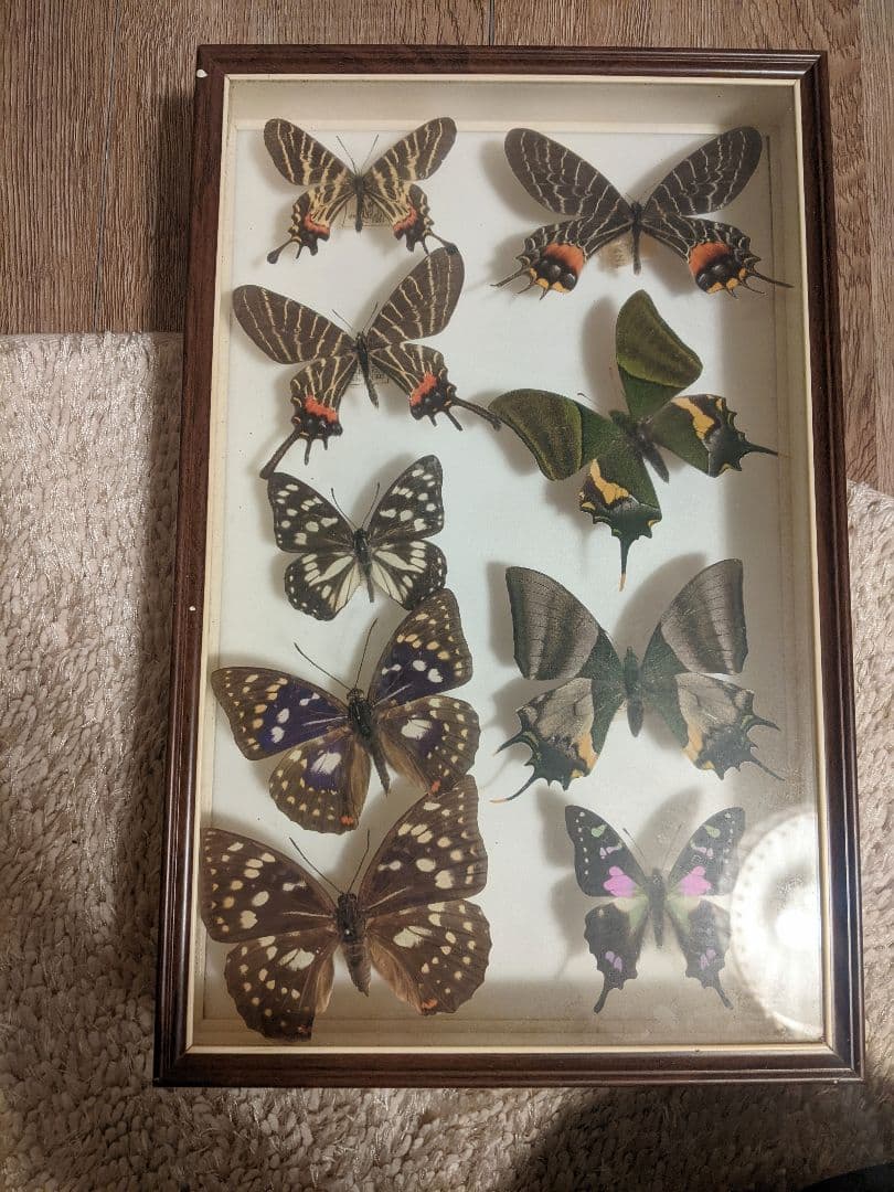 蝶の標本５種類　木製フレーム