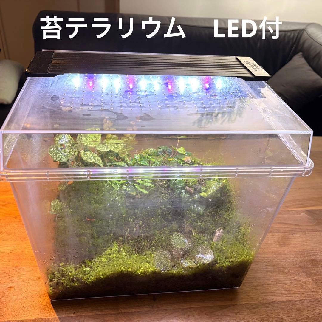 苔テラリウム　植物育成LED付