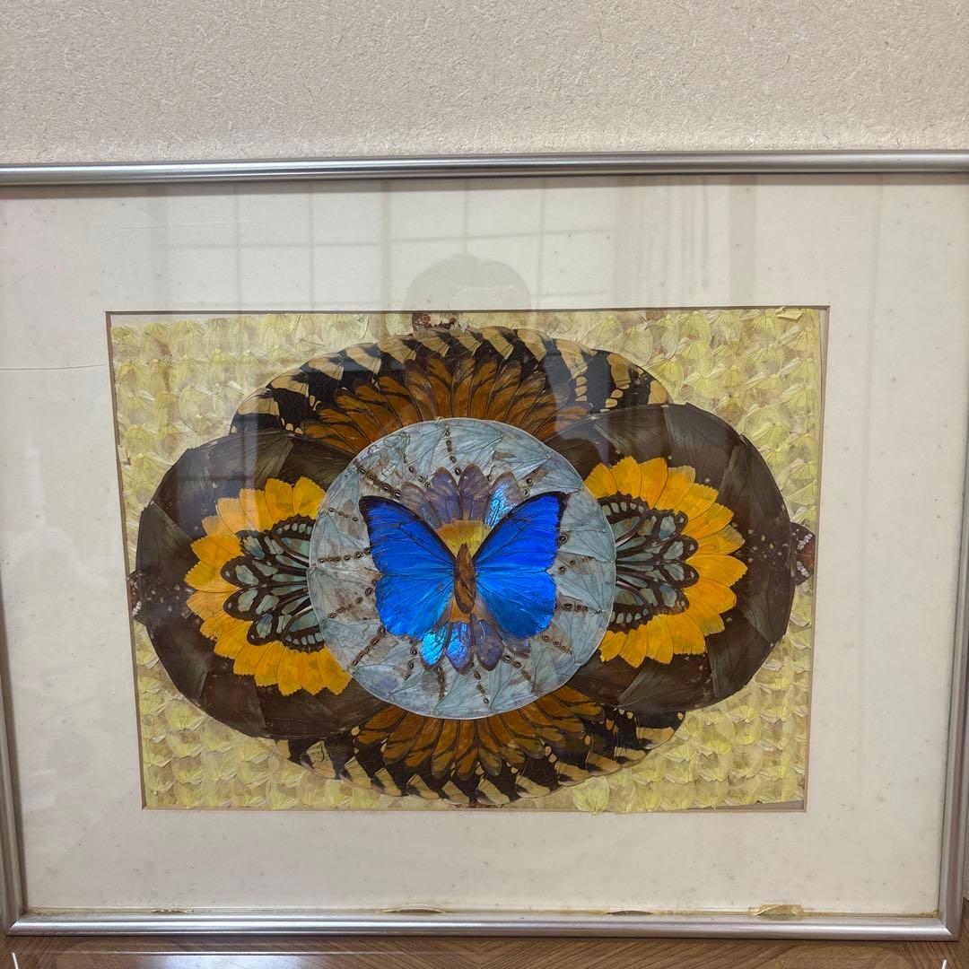 モルフォ蝶　標本　アート作品　額縁付き