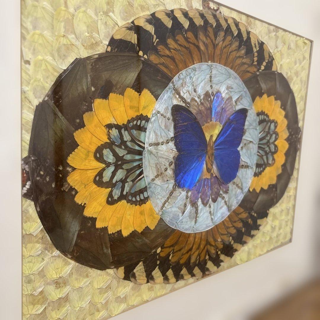モルフォ蝶　標本　アート作品　額縁付き