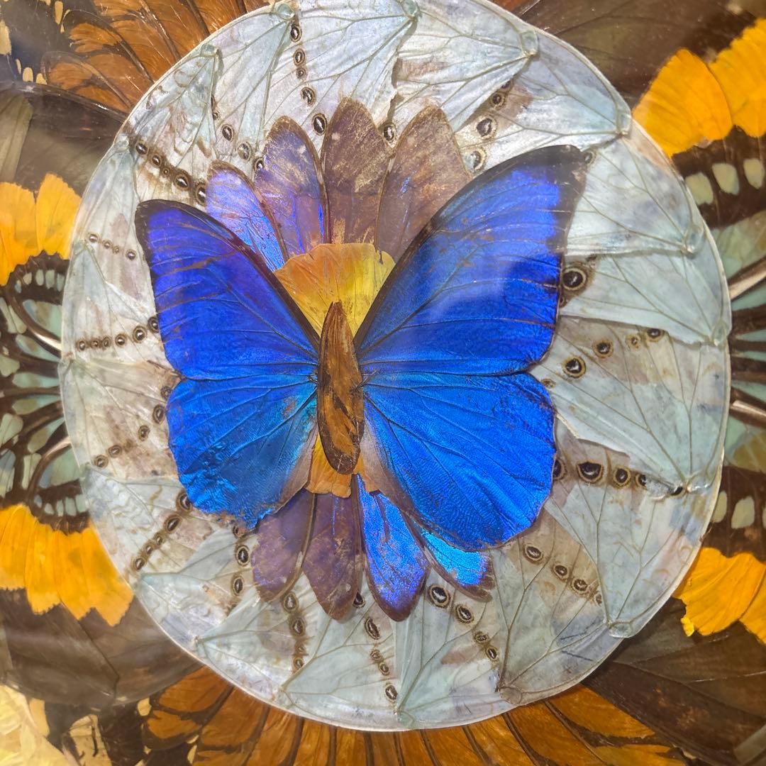 モルフォ蝶　標本　アート作品　額縁付き