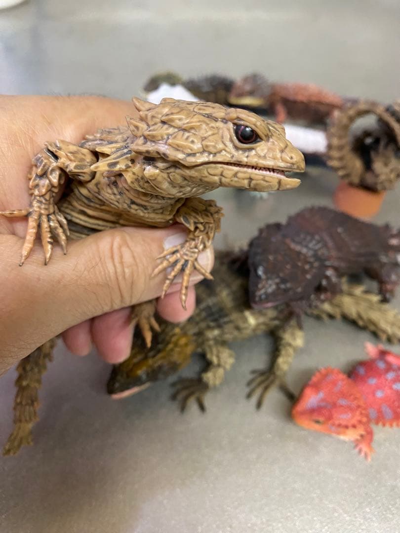 アルマジロトカゲ ほか 11体セット いきもの大図鑑 トカゲ