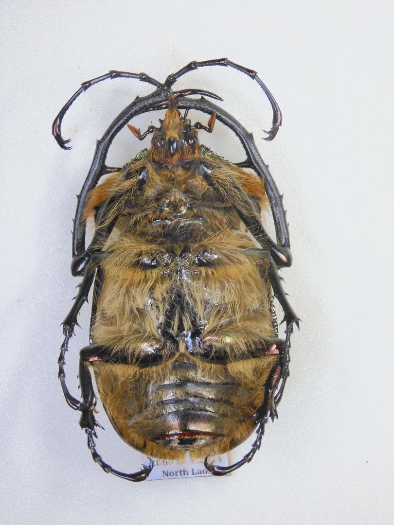 ラオス産　ゲストロイトナガコガネ　66mm