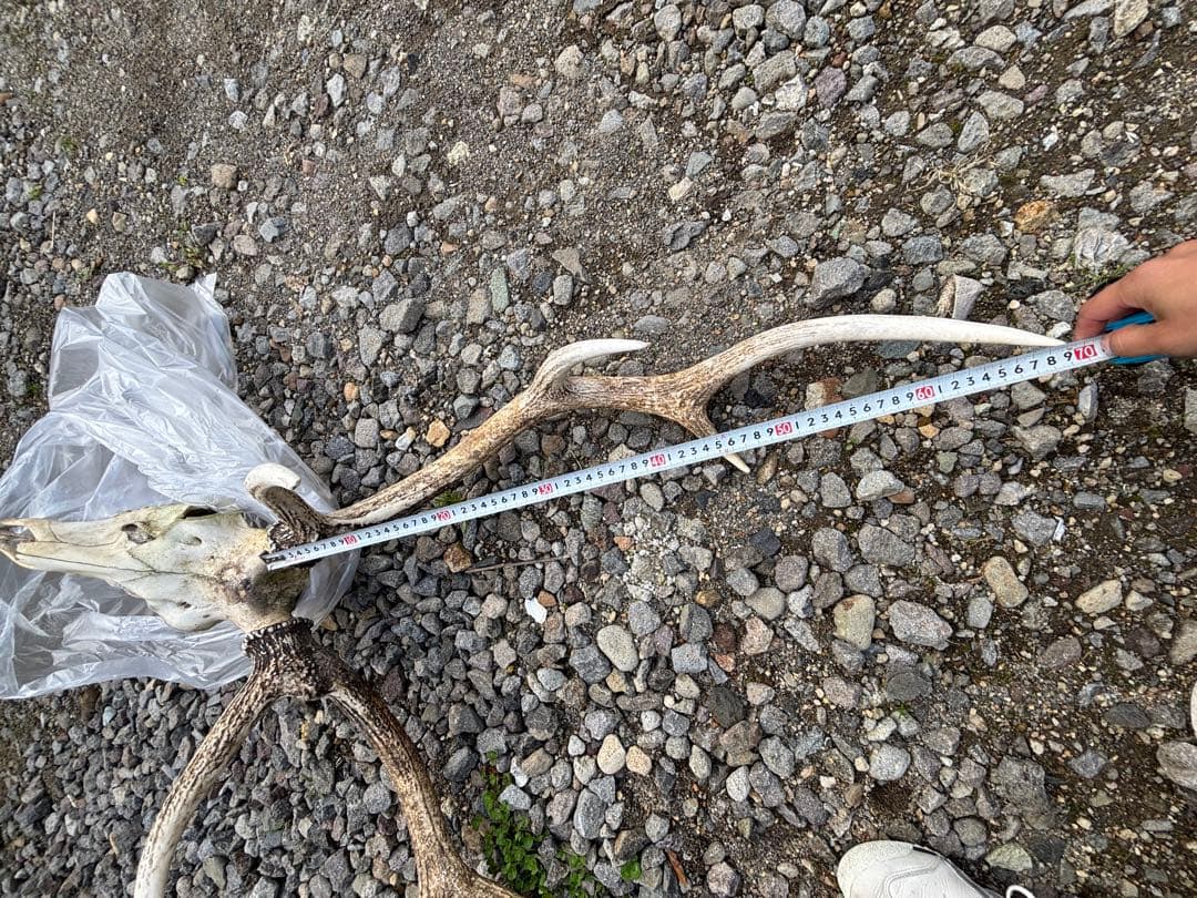 エゾシカの頭骨