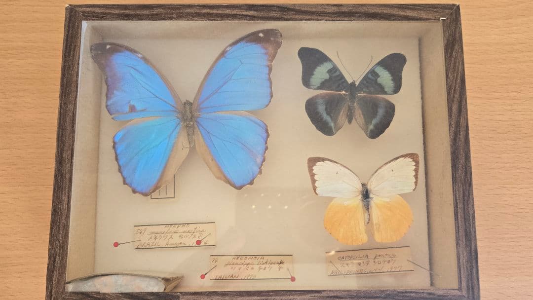 週末セール【レア年代物値下げ】蝶 標本 3種 1970年代物