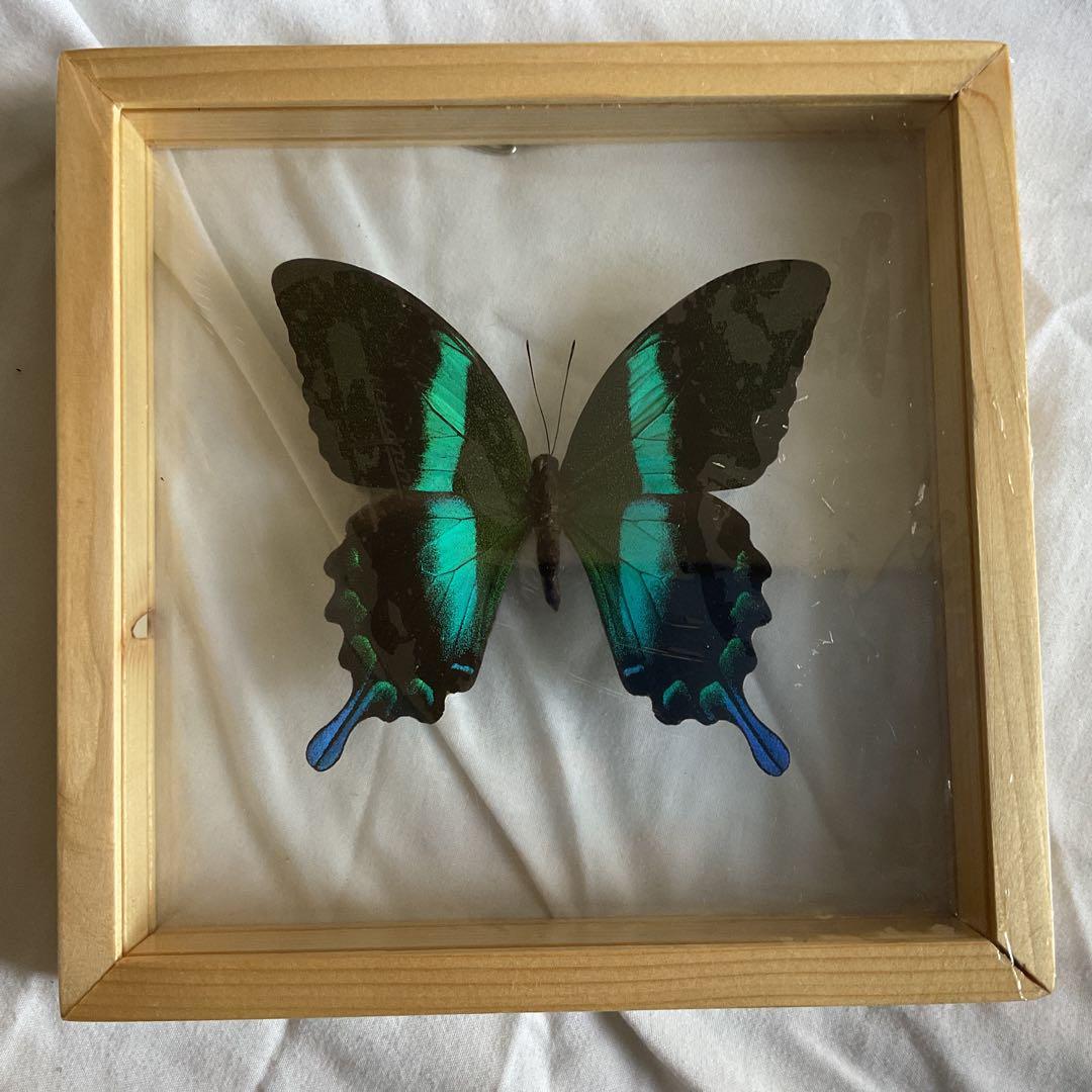 ブルメイアゲハ　標本　ガラスケース