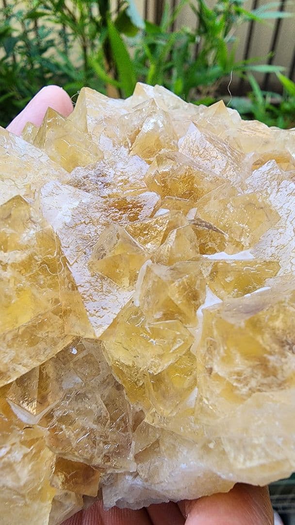 黄色と紫色フローライト　二重層八面体黄色蛍石