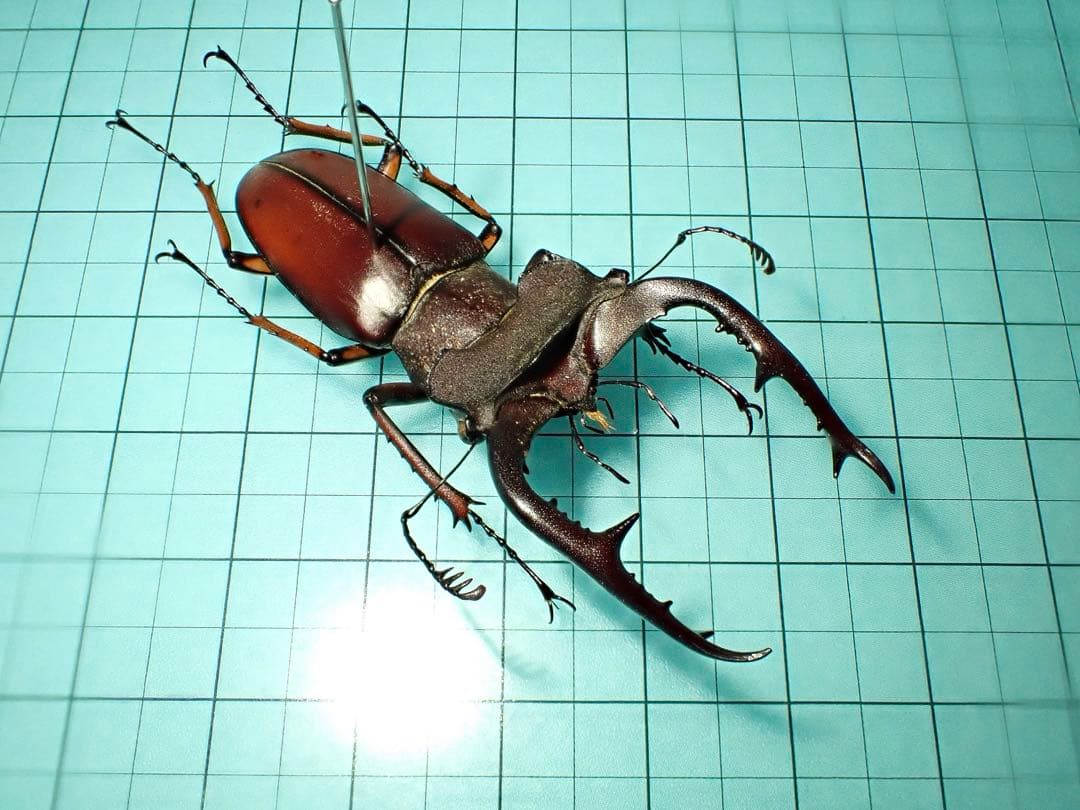 【標本】フジタミヤマクワガタ　ベトナム産　54.3ミリ　野外品